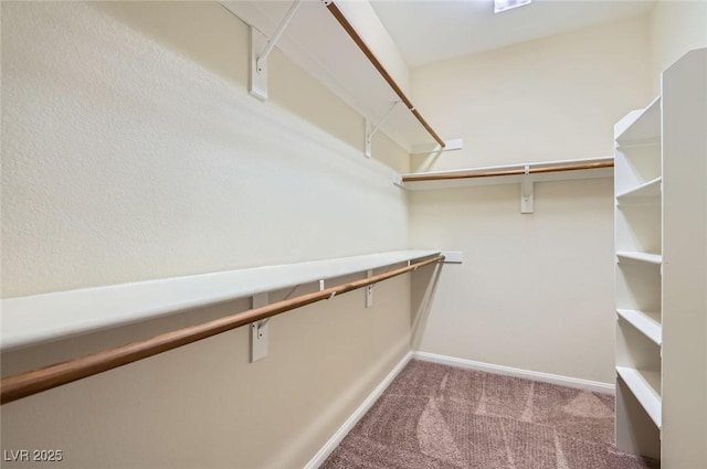 walk in closet with carpet flooring