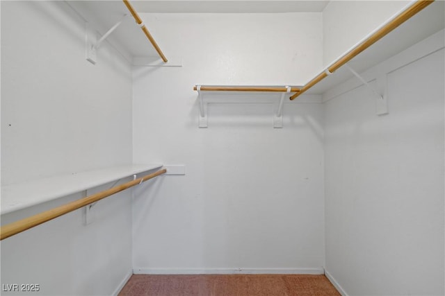 walk in closet with carpet floors