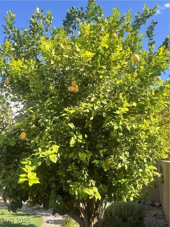 205 Piedmont Alps St, Henderson, NV 89012 - view of nature