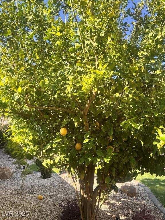 205 Piedmont Alps St, Henderson, NV 89012 - view of undeveloped land