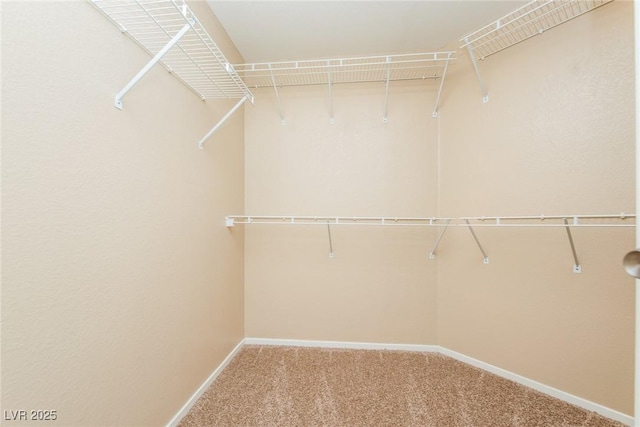 8205 Harrogate Ave, Las Vegas, NV 89129 - walk in closet featuring carpet flooring