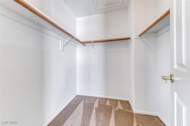 walk in closet featuring carpet floors