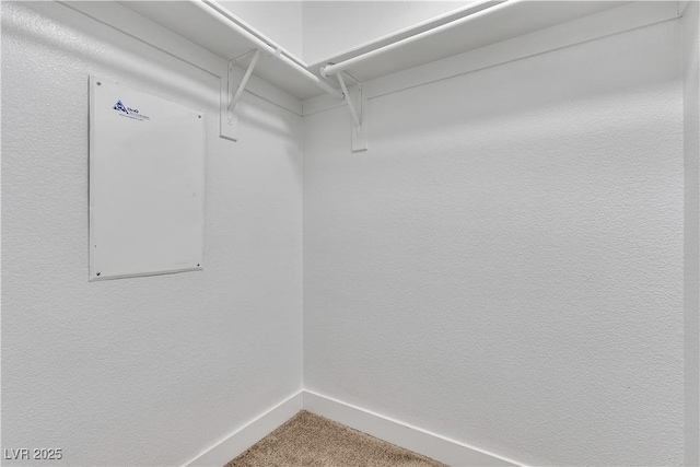 walk in closet with carpet floors
