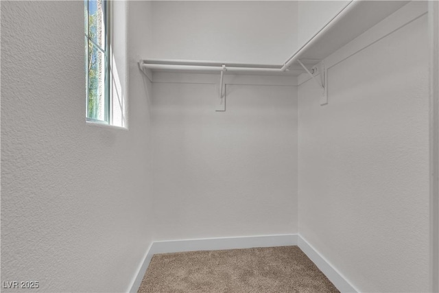 spacious closet with carpet floors