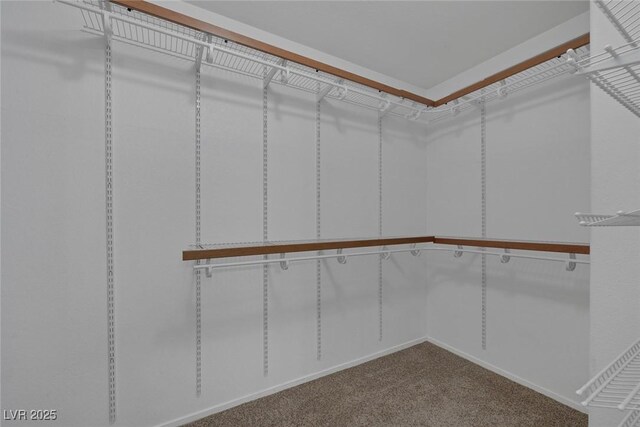 829 Dancing Vines Ave, Las Vegas, NV 89183 - walk in closet featuring carpet floors