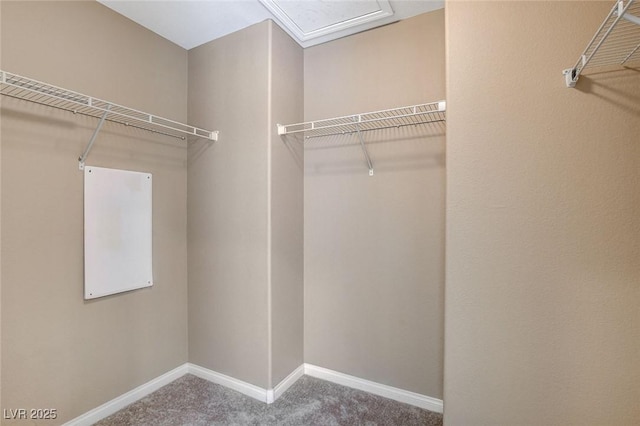 7963 Cape Brett St, Las Vegas, NV 89131 - walk in closet with carpet flooring