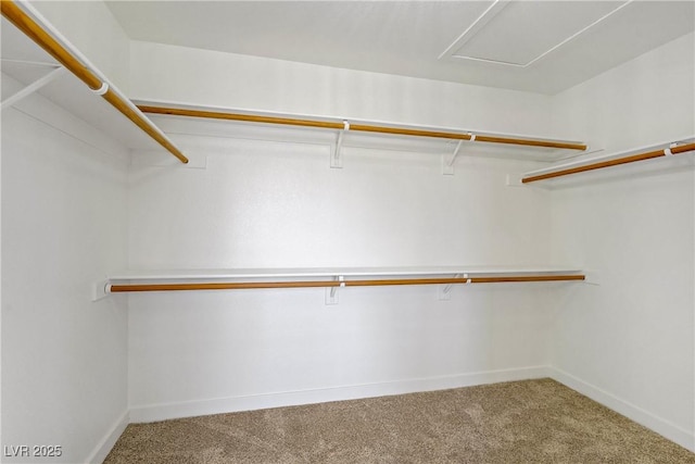 7813 Paper Flower Ct, Las Vegas, NV 89128 - walk in closet featuring carpet