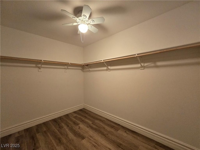 6638 Babys Tear Pl, Las Vegas, NV 89148 - spacious closet featuring dark wood finished floors and a ceiling fan