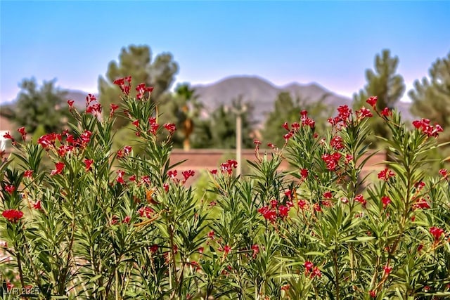2343 Schaeffer Hills Dr, Henderson, NV 89052 - photo 40