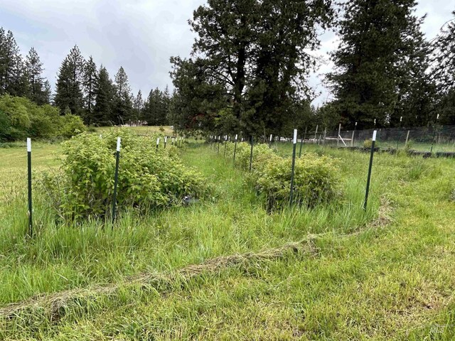 170 Red Fir Rd, Kooskia, ID 83539 - view of yard