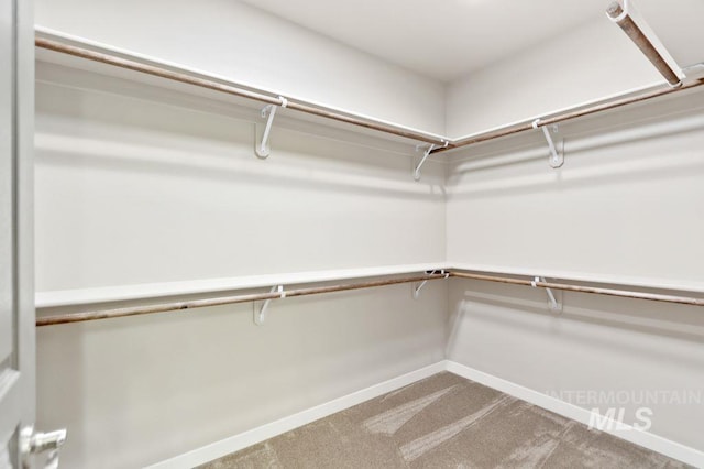 spacious closet featuring carpet floors