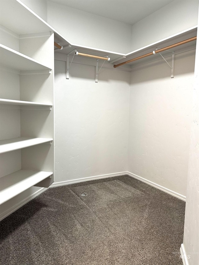 walk in closet with carpet floors