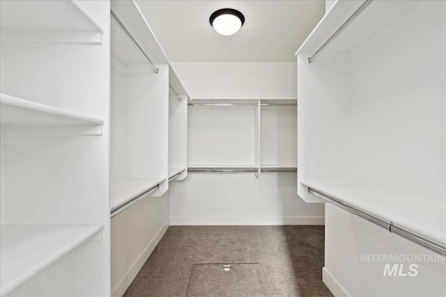 walk in closet featuring carpet floors