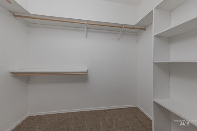 walk in closet featuring carpet floors