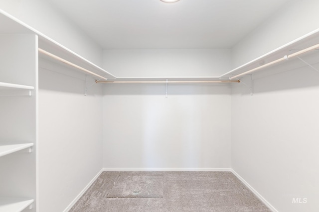 walk in closet with carpet floors