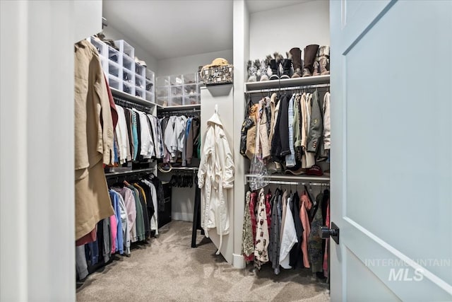 spacious closet featuring carpet floors