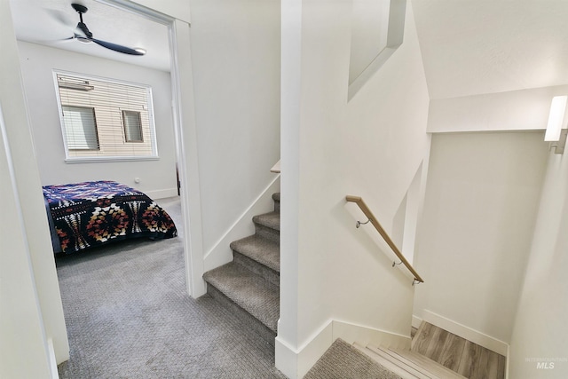 stairway featuring ceiling fan and carpet