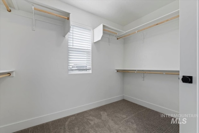 walk in closet featuring carpet floors