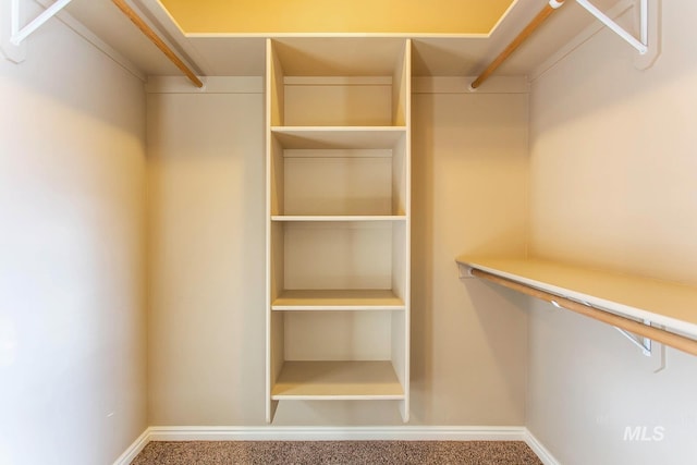 spacious closet featuring carpet flooring