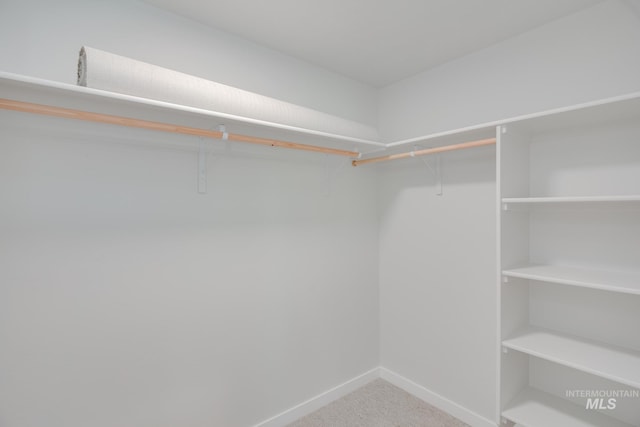 walk in closet with carpet