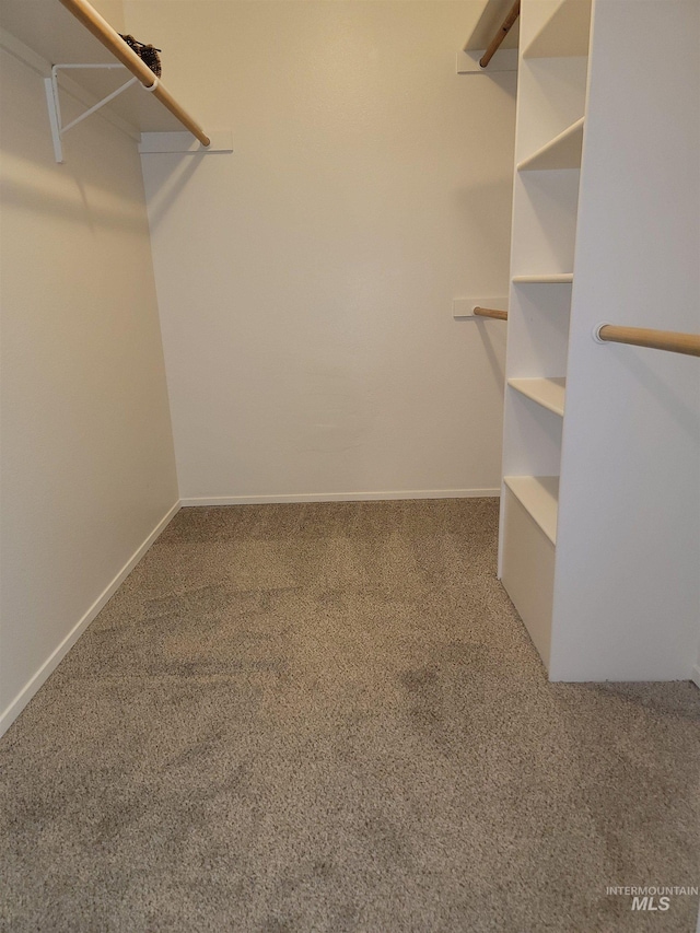 spacious closet featuring carpet flooring