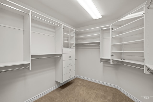 spacious closet featuring carpet flooring