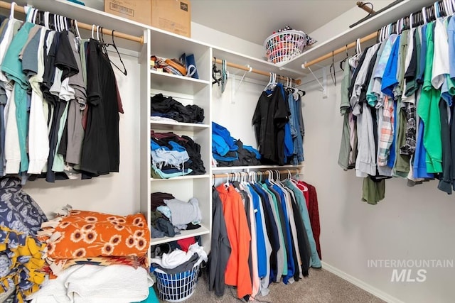 walk in closet featuring carpet flooring