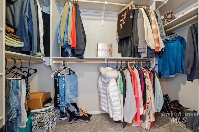 spacious closet featuring carpet