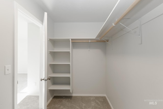 spacious closet featuring carpet