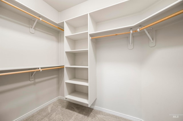 walk in closet with carpet flooring