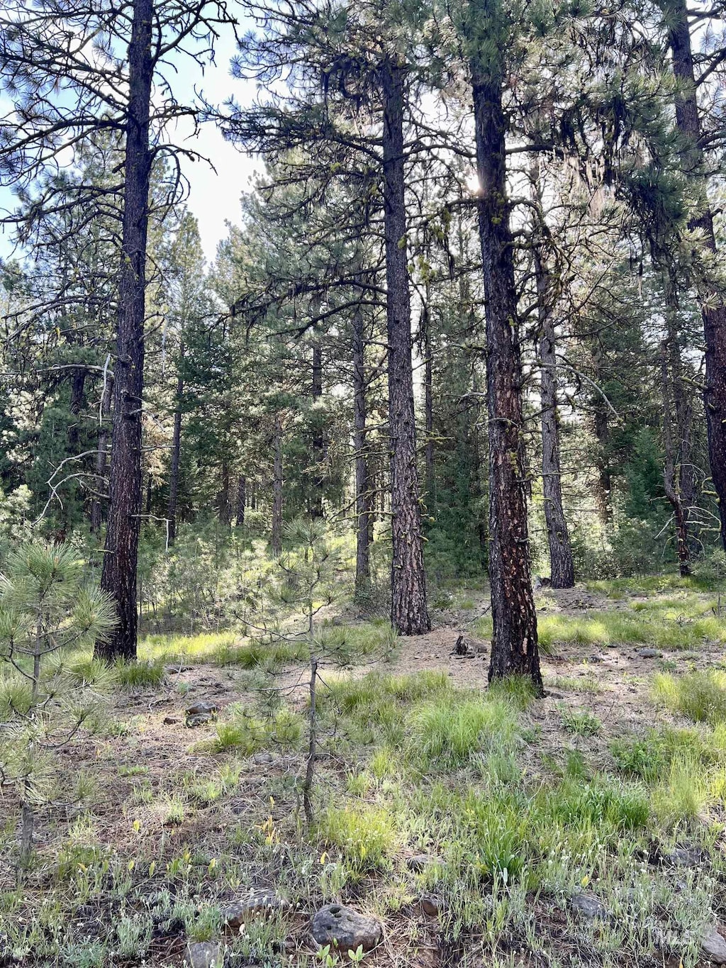 LOT20 Meadows Rd, New Meadows, ID 83654