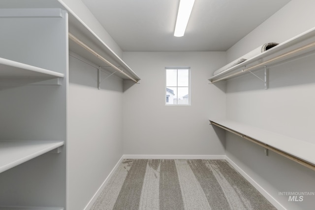 spacious closet with carpet floors