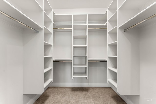 walk in closet featuring carpet floors