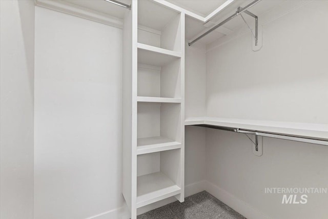 spacious closet with carpet