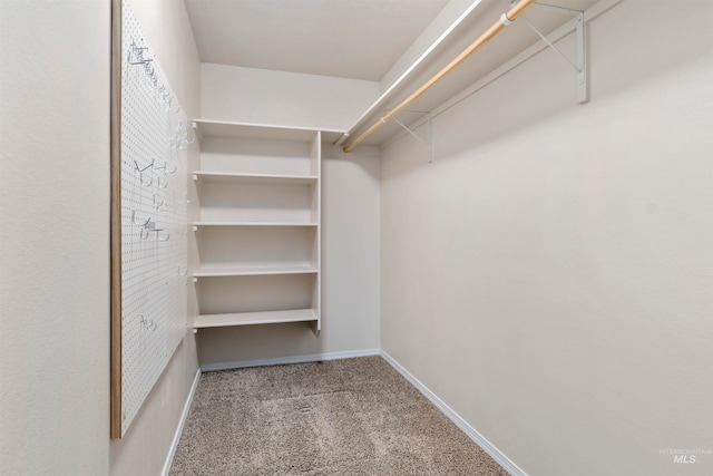 spacious closet featuring carpet