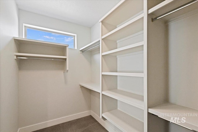 spacious closet featuring carpet