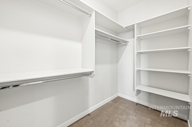 walk in closet with carpet floors