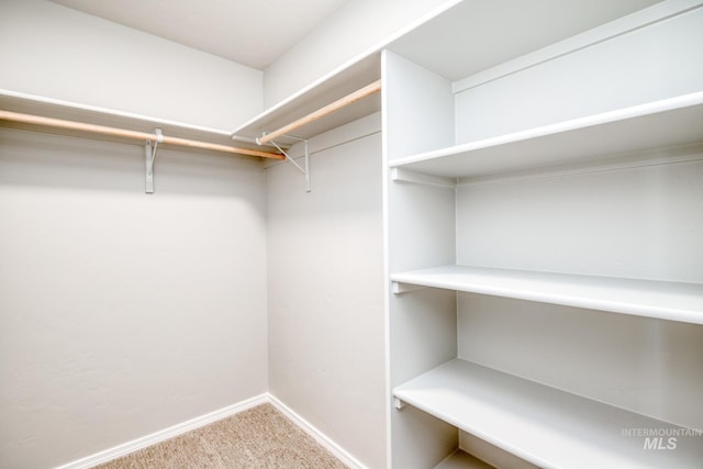 spacious closet featuring carpet floors