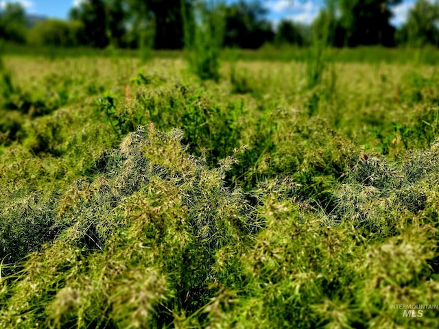 102 N Hornet Creek Rd, Council, ID 83612 - view of undeveloped land