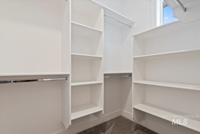 spacious closet featuring carpet