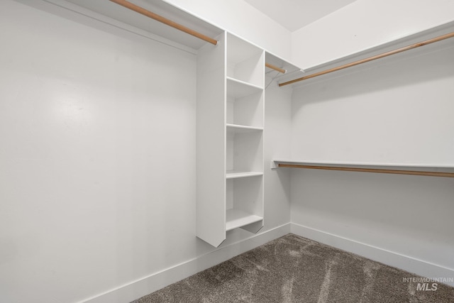 spacious closet with carpet flooring