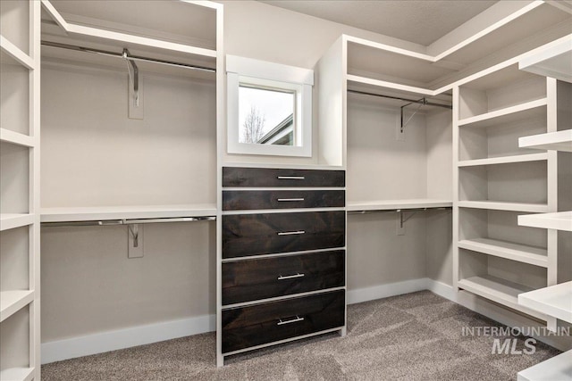 spacious closet featuring carpet flooring