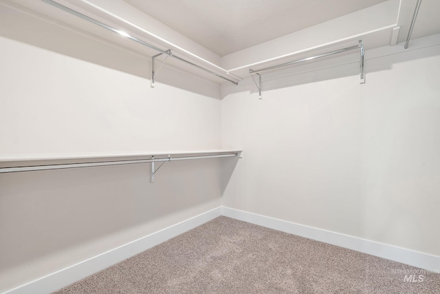 walk in closet with carpet flooring