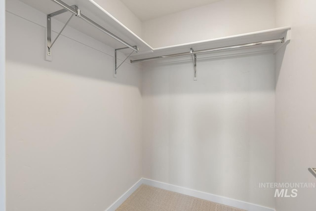 walk in closet with carpet flooring