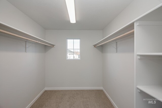 walk in closet with carpet floors
