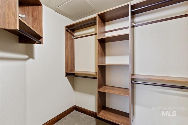 spacious closet featuring carpet floors