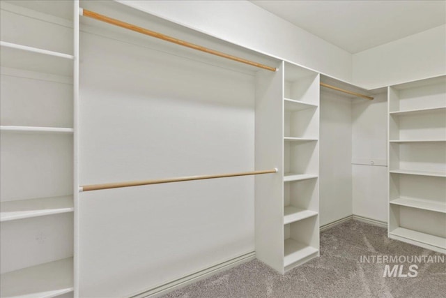 spacious closet featuring carpet flooring