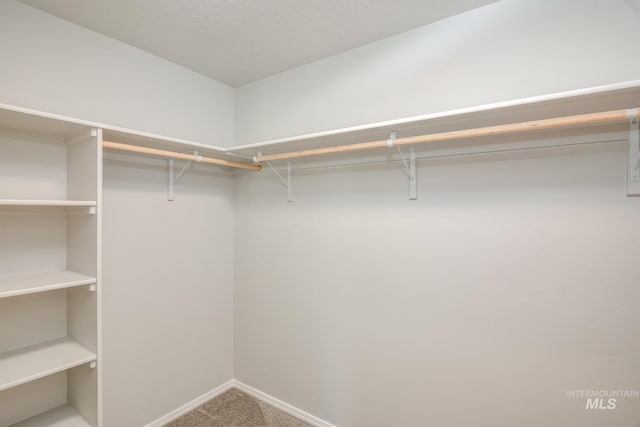 walk in closet with carpet flooring