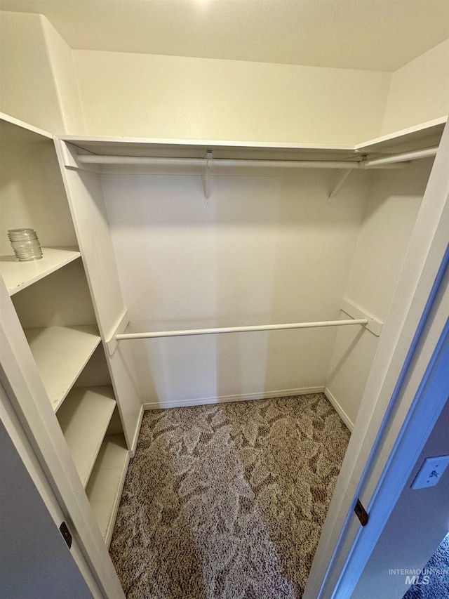 spacious closet featuring carpet