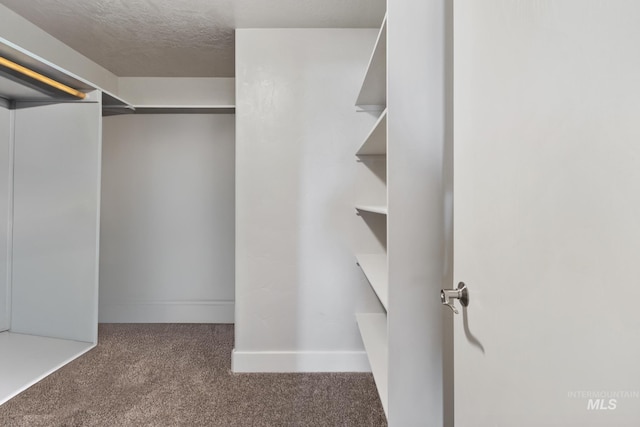 walk in closet featuring carpet floors